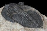 Bargain, Zlichovaspis Trilobite - Atchana, Morocco #171512-5
